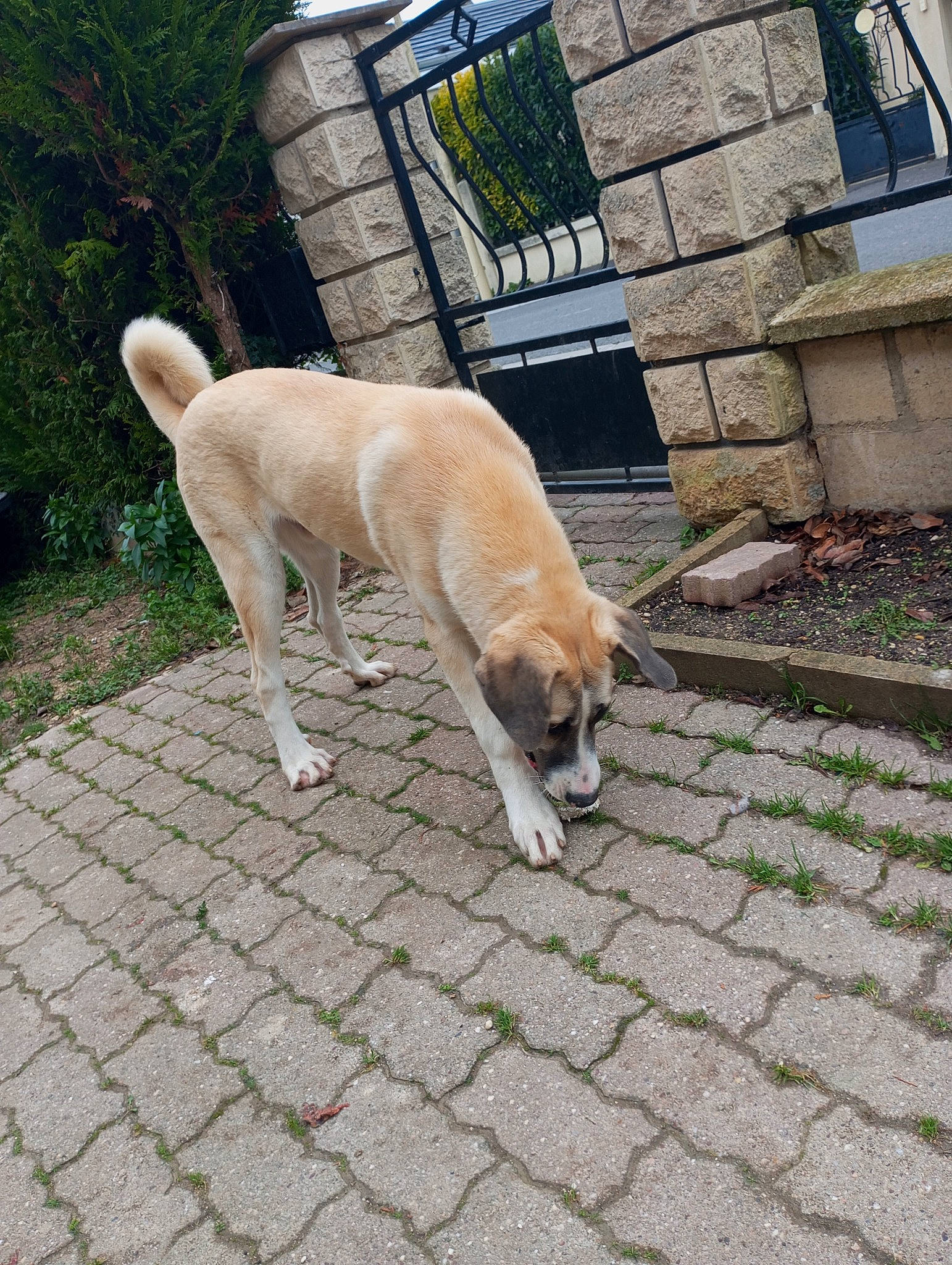 Usko a rejoint le concours — aidez-le/la à gagner de superbes lots ! building, canidae, carnivore, cobblestone, collar, companion_dog, dog, dog_breed, fawn, flagstone, flooring, leash, plant, retriever, road_surface, sidewalk, sporting_group, street_dog, tail, tree