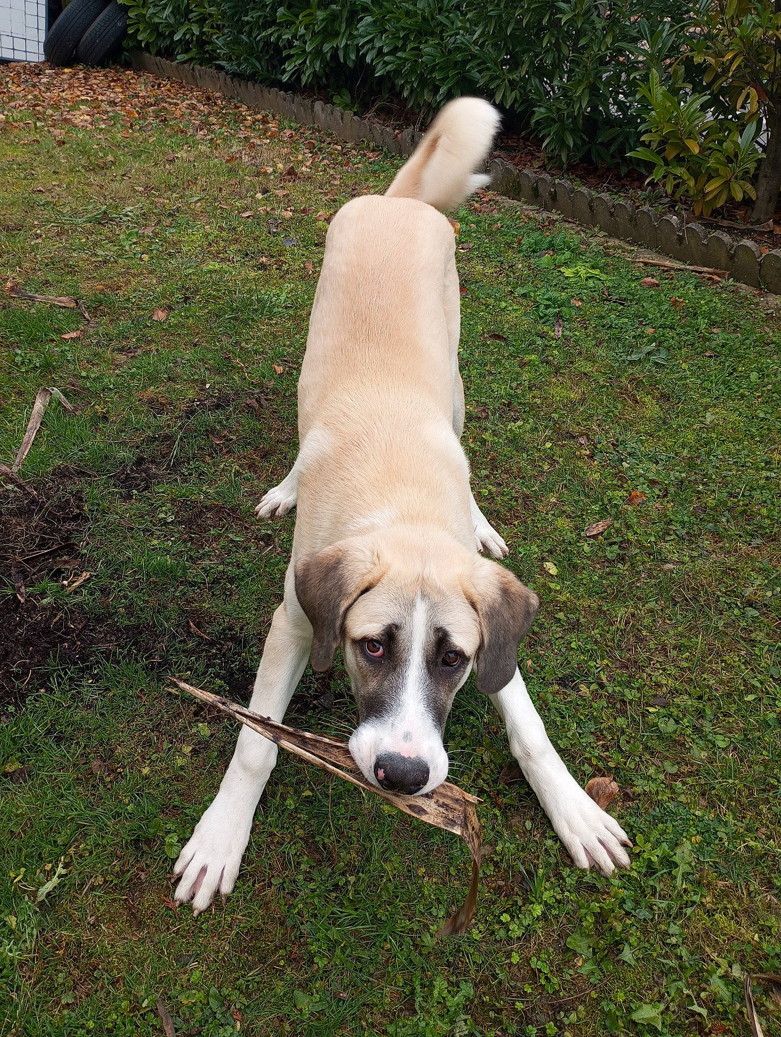 Usko participe au concours pour gagner de l'argent avec cette photo : canidae, carnivore, collar, companion_dog, dog, dog_breed, dog_collar, dog_supply, fawn, grass, gun_dog, hunting_dog, non_sporting_group, pet_supply, plant, snout, sporting_group, tail, working_animal, working_dog