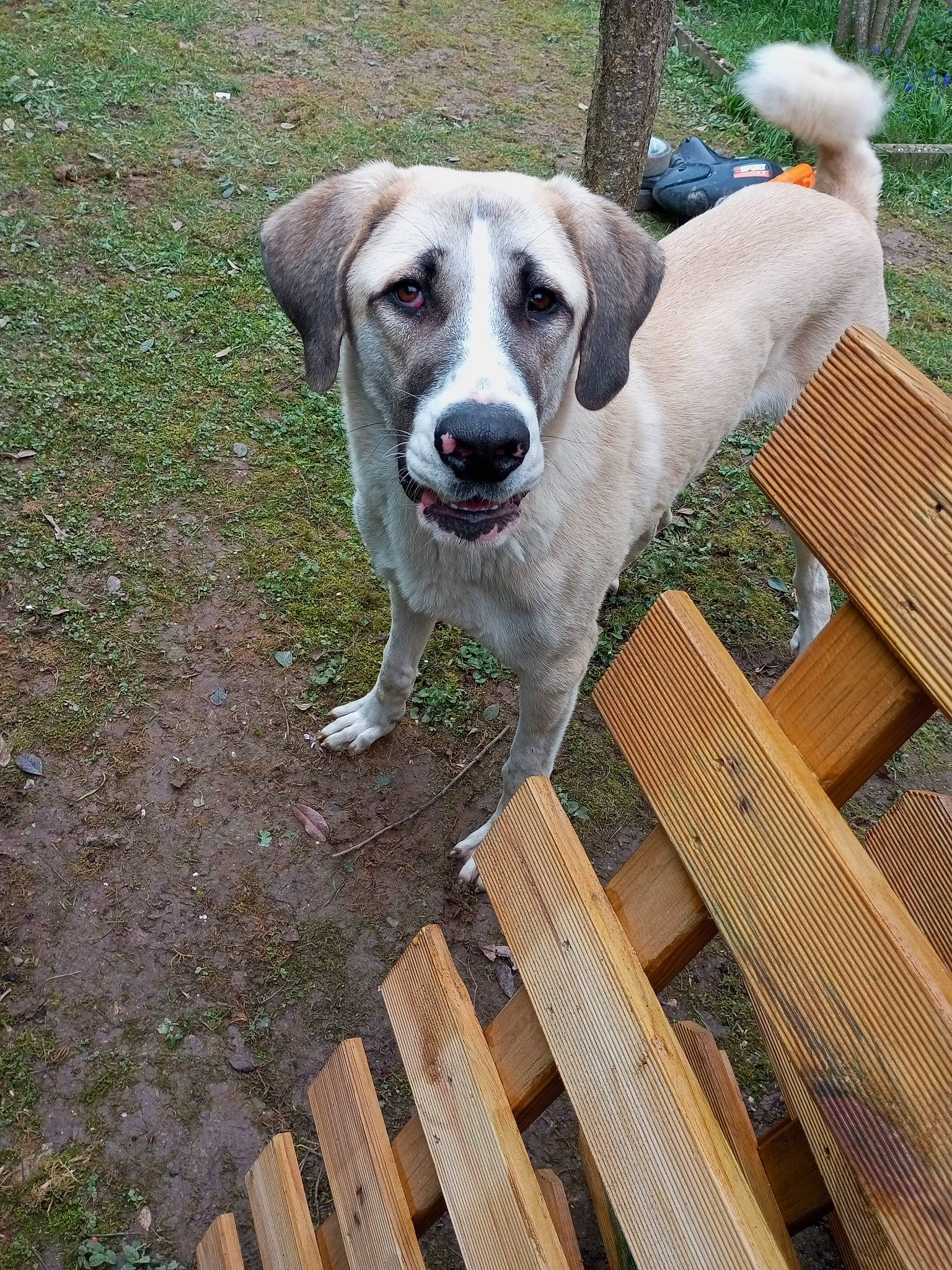 Usko a rejoint le concours — aidez-le/la à gagner de superbes lots ! canidae, carnivore, companion_dog, dog, dog_breed, fawn, fence, grass, gun_dog, hardwood, livestock_guardian_dog, mammal, outdoor_furniture, plank, plant, snout, sporting_group, tail, wood, working_dog