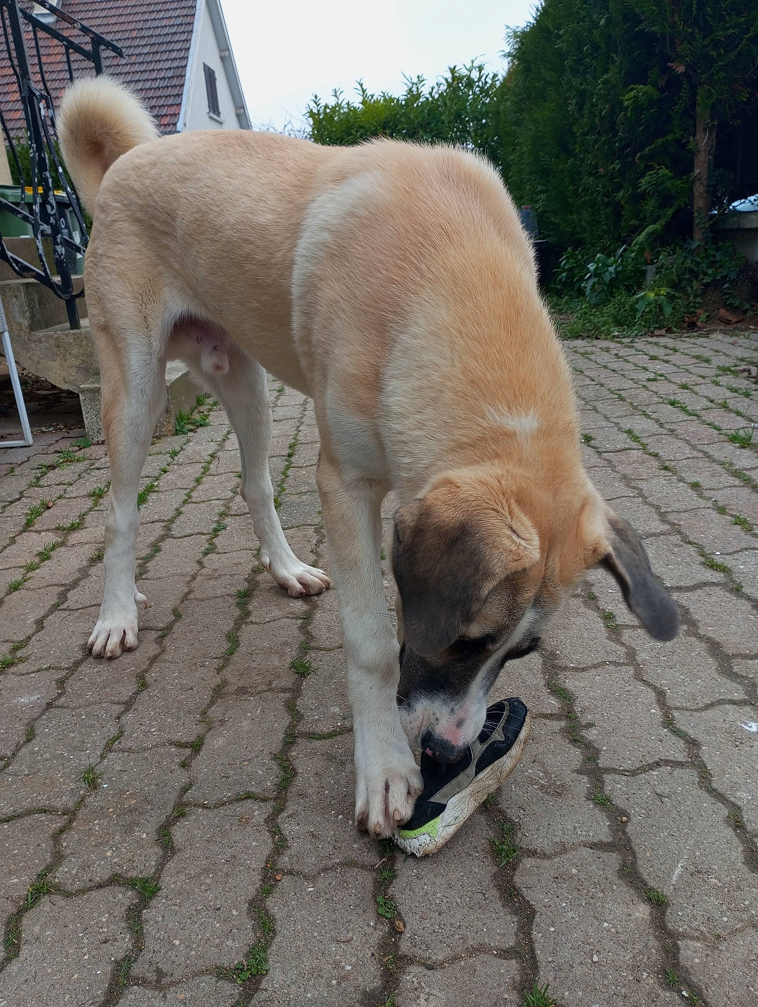 Usko a rejoint le concours — aidez-le/la à gagner de superbes lots ! canidae, carnivore, collar, companion_dog, dog, dog_breed, dog_collar, fawn, flooring, gun_dog, plant, retriever, road_surface, sidewalk, sky, snout, sporting_group, street_dog, tail, tree