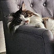 Ubby a rejoint le concours — aidez-le/la à gagner de superbes lots ! animal, armchair, cat, closeup, cozy, cute, domestic_animal, feline, fluffy, fur, gray, home, indoor, laying, paw, pet, portrait, relaxed, resting, whiskers
