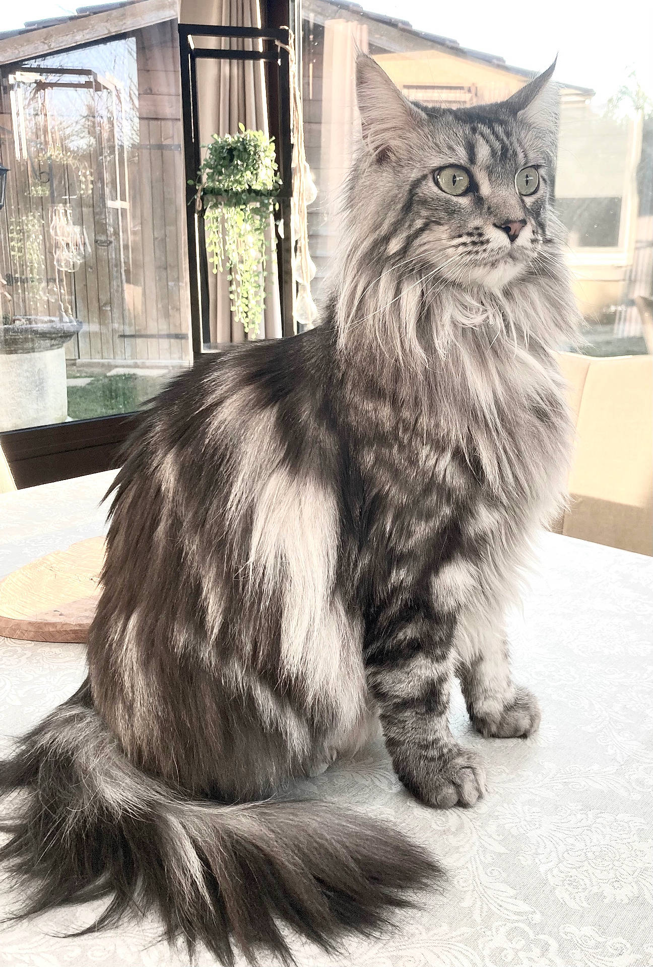 Belle participe au concours pour gagner de l'argent avec cette photo : calm, cat, curtain, daylight, domestic_animal, fluffy, furniture, gray_fur, house, indoor, long_hair, natural_light, pet, plant, portrait, sitting, table, tail, whiskers, window