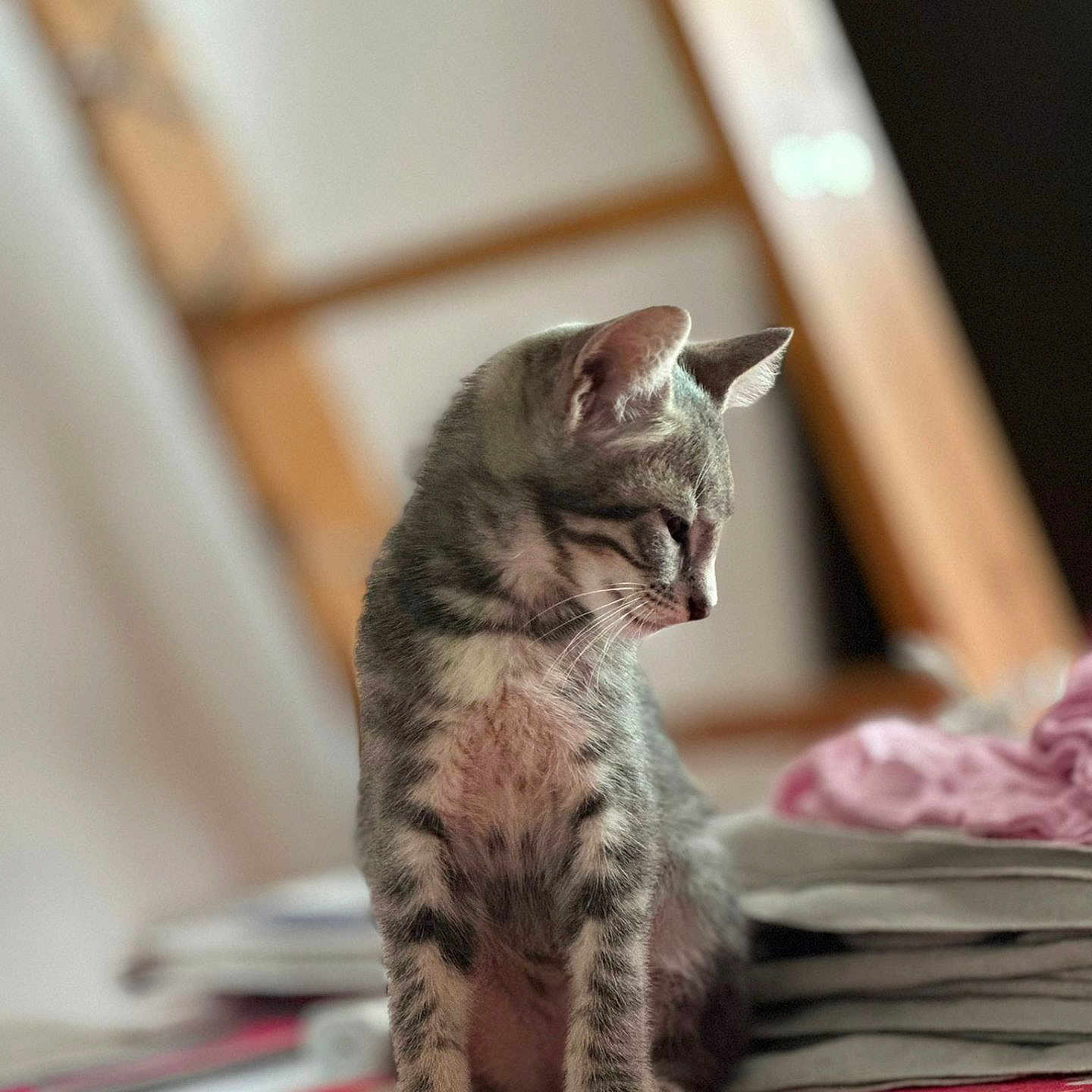 Artémis participe au concours pour gagner de l'argent avec cette photo : abyssinian, animal, blanket, cat, egyptiancat, furniture, kitten, manx, person, pet, sleeping