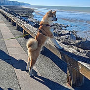 Daiki participe au concours pour gagner de l'argent avec cette photo : dog, canine, leash, harness, standing, side_view, beach, rocky_shore, ocean, water, sky, daytime, outdoor, wooden_railing, shadow, pavement, sunny, coast, nature, calm