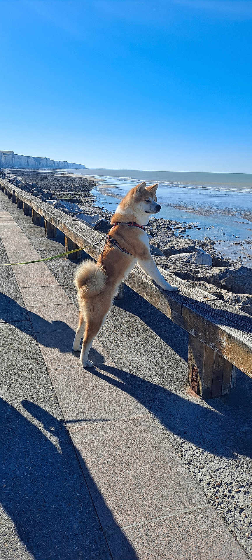 Daiki participe au concours pour gagner de l'argent avec cette photo : dog, canine, leash, harness, standing, side_view, beach, rocky_shore, ocean, water, sky, daytime, outdoor, wooden_railing, shadow, pavement, sunny, coast, nature, calm