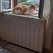 Coca a rejoint le concours — aidez-le/la à gagner de superbes lots ! cat, windowsill, radiator, window, curtains, car, outdoor, indoor, tile_floor, rug, pattern, orange_cat, white_cat, resting, animal, pet, natural_light, greenery, houseplant, quiet