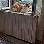 cat, windowsill, radiator, window, curtains, car, outdoor, indoor, tile_floor, rug, pattern, orange_cat, white_cat, resting, animal, pet, natural_light, greenery, houseplant, quiet