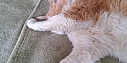Coca participe au concours pour gagner de l'argent avec cette photo : cat, orange_cat, white_cat, pet, sleeping, resting, paw, fur, blanket, green_blanket, cozy, relaxing, indoor, animal, cute, feline, stretching, soft, comfort, napping