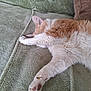 cat, orange_cat, white_cat, pet, sleeping, resting, paw, fur, blanket, green_blanket, cozy, relaxing, indoor, animal, cute, feline, stretching, soft, comfort, napping