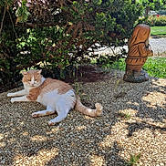 Coca participe au concours pour gagner de l'argent avec cette photo : animal, bush, calm, cat, daylight, garden, gnome, grass, nature, orange_cat, outdoor, pebble_ground, pet, plants, relaxing, scenery, shadows, statue, sunlight, white_cat