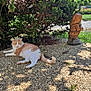 animal, bush, calm, cat, daylight, garden, gnome, grass, nature, orange_cat, outdoor, pebble_ground, pet, plants, relaxing, scenery, shadows, statue, sunlight, white_cat