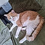cat, orange_cat, white_cat, pet, feline, lounging, couch, green_couch, pillows, blanket, relaxed, indoor, fur, whiskers, tail, paw, cozy, home, comfortable, resting