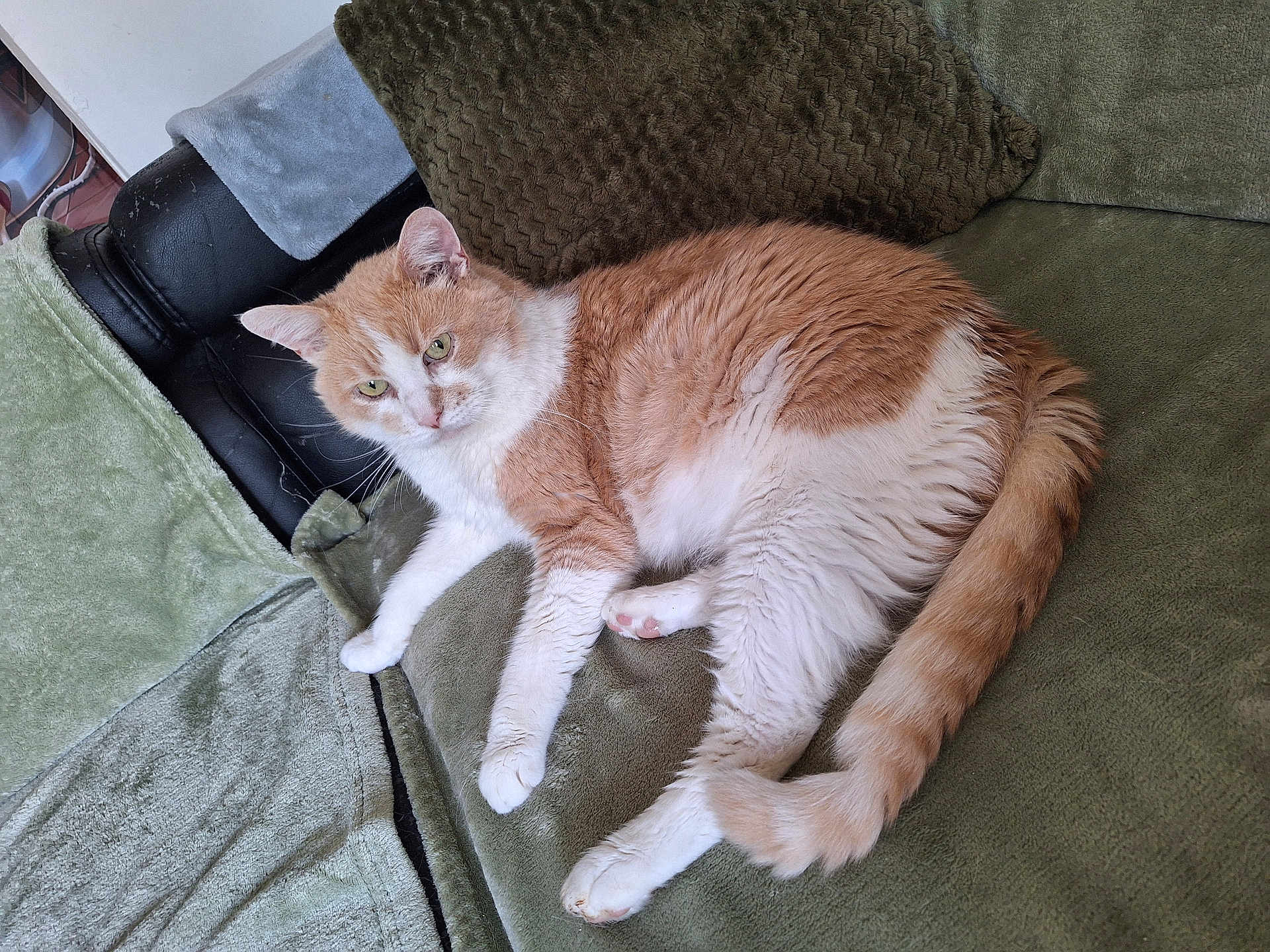 Coca a rejoint le concours — aidez-le/la à gagner de superbes lots ! cat, orange_cat, white_cat, pet, feline, lounging, couch, green_couch, pillows, blanket, relaxed, indoor, fur, whiskers, tail, paw, cozy, home, comfortable, resting