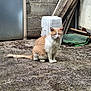 Coca participe au concours pour gagner de l'argent avec cette photo : cat, orange_cat, white_cat, sitting, outdoor, concrete, closed_eyes, fur, animal, pet, quiet, peaceful, rustic, wood, container, mat, ground, nature, daylight, alone