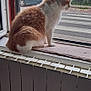Coca a rejoint le concours — aidez-le/la à gagner de superbes lots ! cat, windowsill, window, car, greenery, outdoor, pet, animal, feline, mesh_screen, house, radiator, fur, orange, white, side_view, calm, domestic, quiet, daytime
