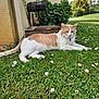 Coca participe au concours pour gagner de l'argent avec cette photo : animal, cat, collar, daisies, domestic_cat, feline, flora, garden, grass, greenery, lounging, nature, orange_and_white, outdoor, peaceful, pet, relaxed, resting, summer, sunlight