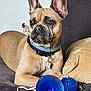 animal, blue_toy, bone_tag, brown_dog, chicken_figurine, close_up, collar, companion, couch, decor, dog, french_bulldog, furniture, indoor, pet, plush_toy, relaxed, rope, toy, watchful