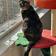 Beanie joined the competition — help win amazing prizes! animal, cat, cat_tree, colorful, daylight, expression, feline, fur, home, indoor, meowing, pet, playful, sitting, sunlight, tail, texture, tortoiseshell, whiskers, window