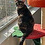 animal, cat, cat_tree, colorful, daylight, expression, feline, fur, home, indoor, meowing, pet, playful, sitting, sunlight, tail, texture, tortoiseshell, whiskers, window