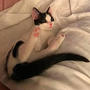 Button joined the competition — help win amazing prizes! animal, bed, bedding, black_and_white, blanket, cat, cozy, cute, feline, fluffy, indoors, kitten, lying_down, paws, pet, pink_nose, pink_paw_pads, stretching, tail, wide_eyes