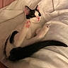animal, bed, bedding, black_and_white, blanket, cat, cozy, cute, feline, fluffy, indoors, kitten, lying_down, paws, pet, pink_nose, pink_paw_pads, stretching, tail, wide_eyes
