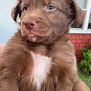 Mocha joined the competition — help win amazing prizes! puppy, dog, brown_fur, white_patch, cute, young, pet, animal, fur, tongue_out, ears, outdoor, window, house, greenery, holding, closeup, face, eyes, nose