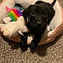 puppy, dog, pet_bed, plush_toy, black_dog, carpet, indoor, cute, young_dog, animal, pet, soft_toy, resting, looking_up, small_dog, cozy, fur, ears, floor, bed