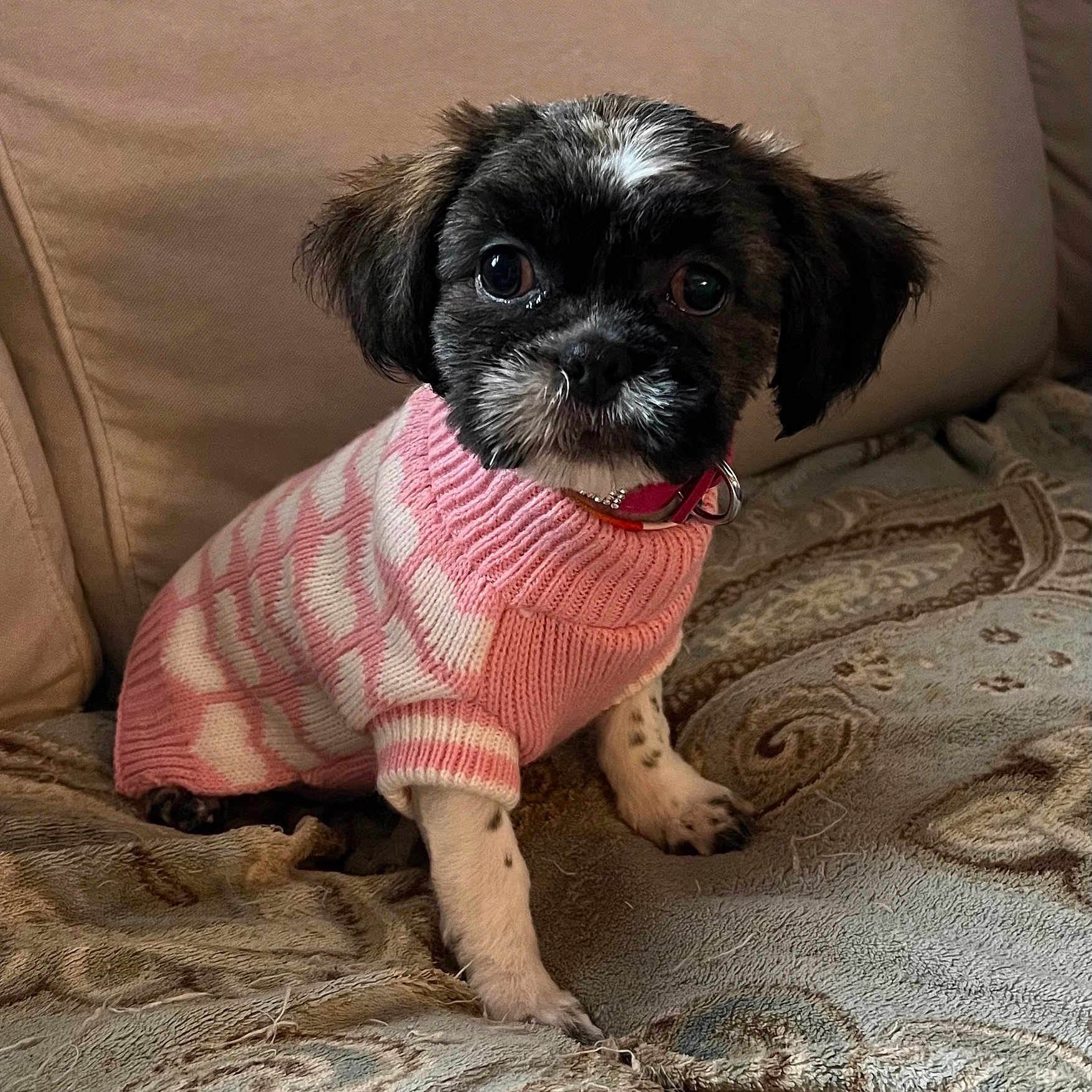 Darcy is registered to the contest to win money with this photo: adorable, animal, blanket, collar, couch, cozy, cute, dog, fur, indoor, looking_up, pet, pink, portrait, puppy, sitting, small, sweater, white, young
