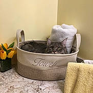 Linus joined the competition — help win amazing prizes! animal, basket, bathroom, cat, cozy, curious, cute, fabric_basket, feline, flower_vase, gray_cat, home_decor, indoor, marble_countertop, pet, resting, rolled_towel, still_life, towel, yellow_tulips