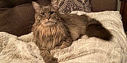 Linus joined the competition — help win amazing prizes! animal, blanket, cat, couch, cozy, domestic_cat, ears, fluffy, furniture, gray_cat, home, indoor, long_hair, lying_down, pet, pillow, portrait, relaxed, tail, whiskers