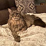 animal, blanket, cat, couch, cozy, domestic_cat, ears, fluffy, furniture, gray_cat, home, indoor, long_hair, lying_down, pet, pillow, portrait, relaxed, tail, whiskers