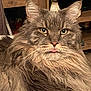 Linus is registered to the contest to win money with this photo: animal, cat, close_up, cute, decor, ears, eyes, face, feline, fluffy, fur, home, indoor, long_hair, mammal, pet, relaxed, tongue_out, whiskers, wooden_shelf
