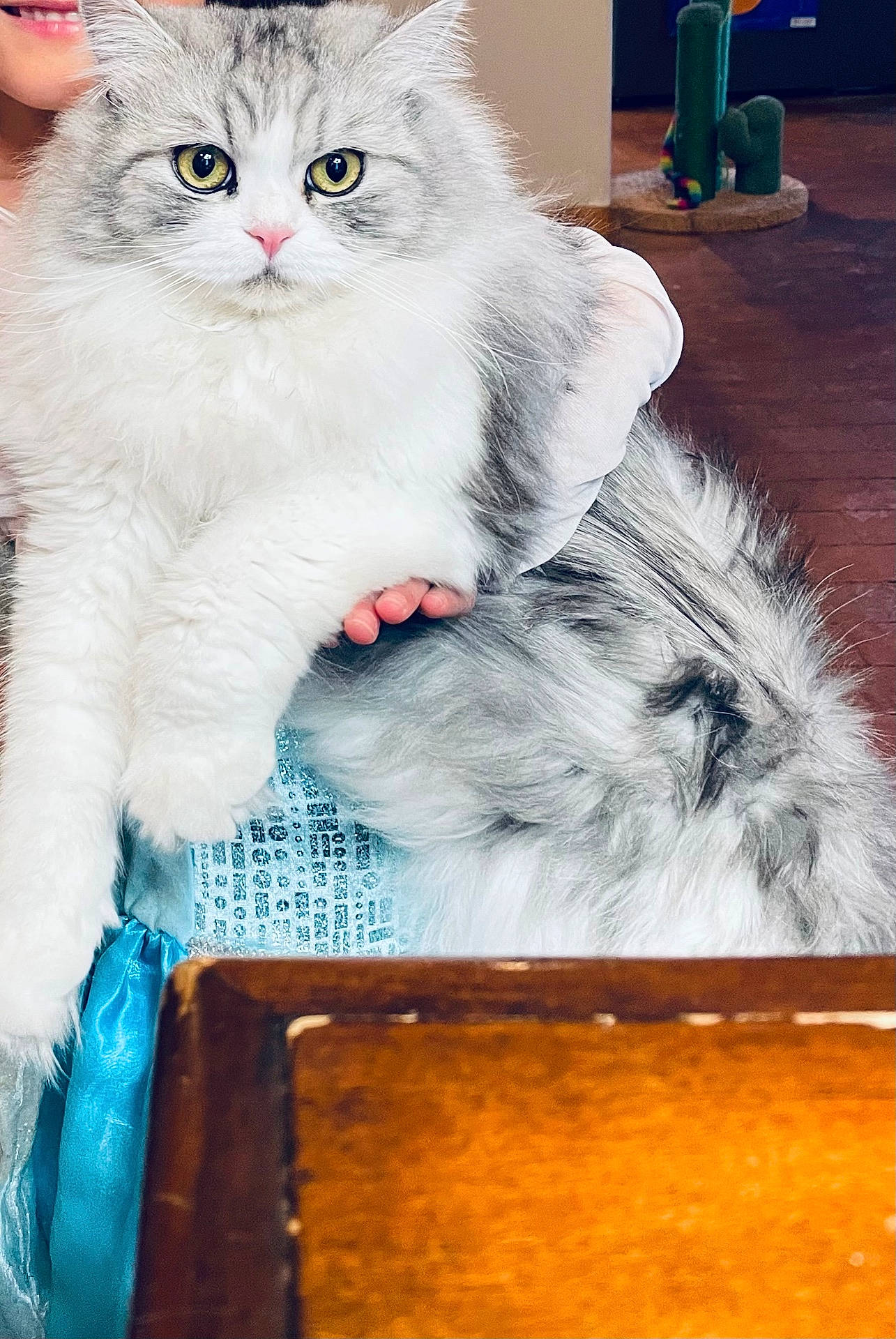 Sushi joined the competition — help win amazing prizes! animal, blue_dress, cat, closeup, cozy, cute, domestic, floor, fluffy, furniture, gray, hand, indoor, person, pet, portrait, scratching_post, white, wood, yellow_eyes