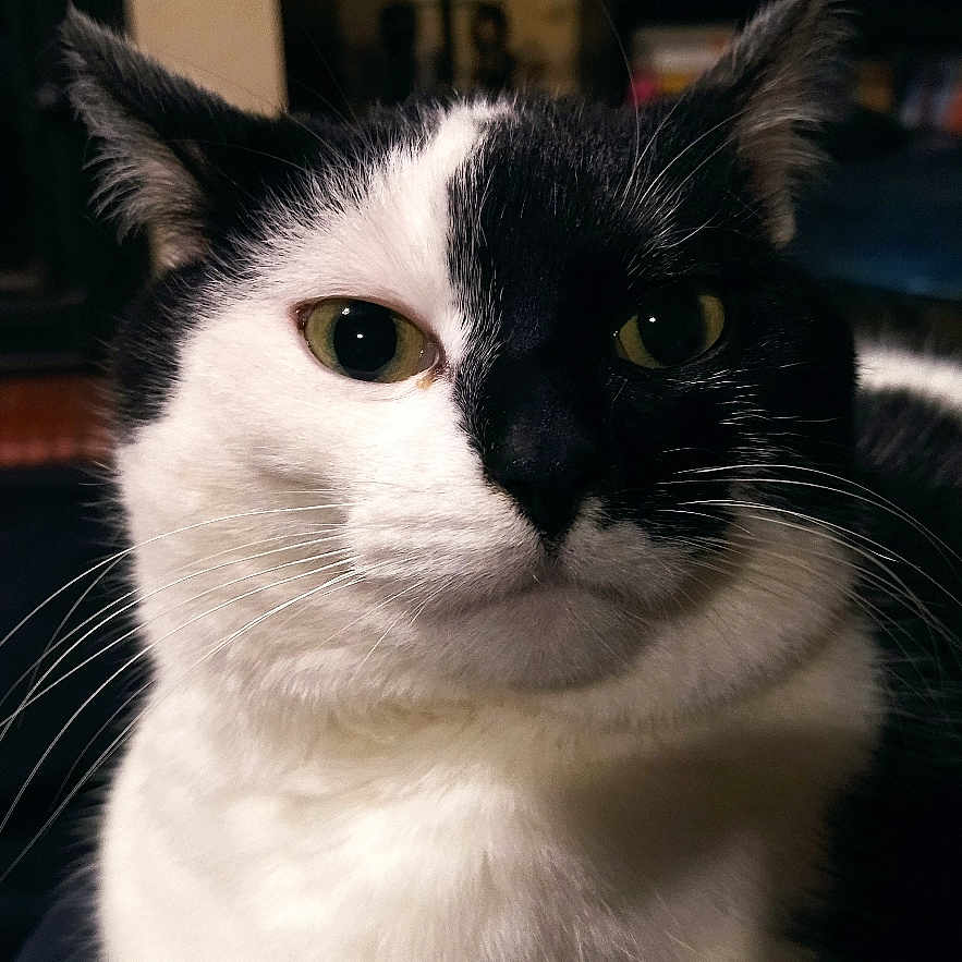 Samy participe au concours pour gagner de l'argent avec cette photo : abyssinian, animal, architecture, blackcat, bookcase, building, cat, couch, furniture, hardwood, indoors, kitten, livingroom, manx, pet, plywood, room, shelf, siamese, wood