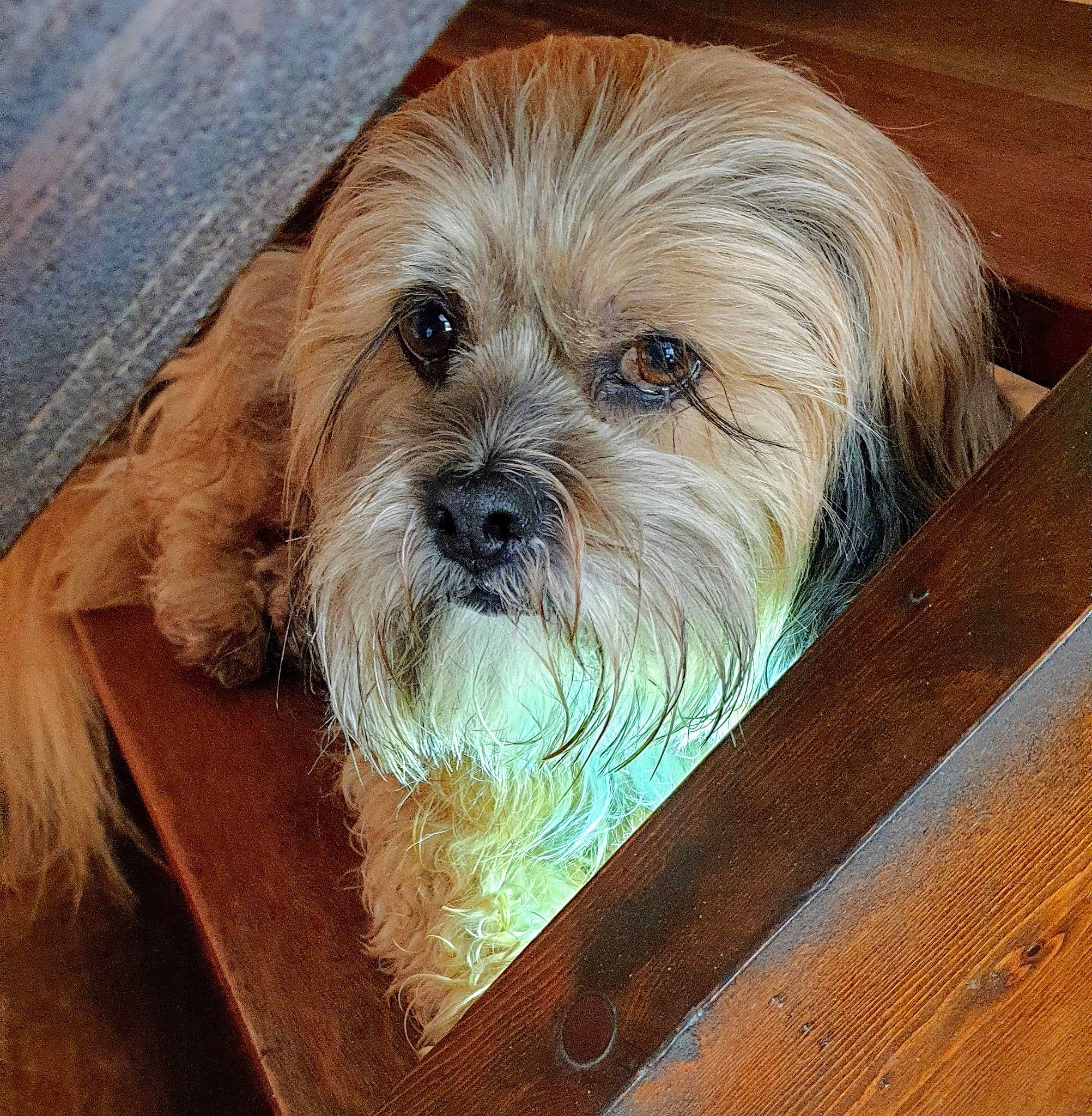 Hannah a rejoint le concours — aidez-le/la à gagner de superbes lots ! canidae, carnivore, companion_dog, dog, dog_breed, flooring, fur, hardwood, liver, rectangle, shih_tzu, small_terrier, snout, sporting_group, terrier, toy_dog, water_dog, wood, wood_stain, working_animal