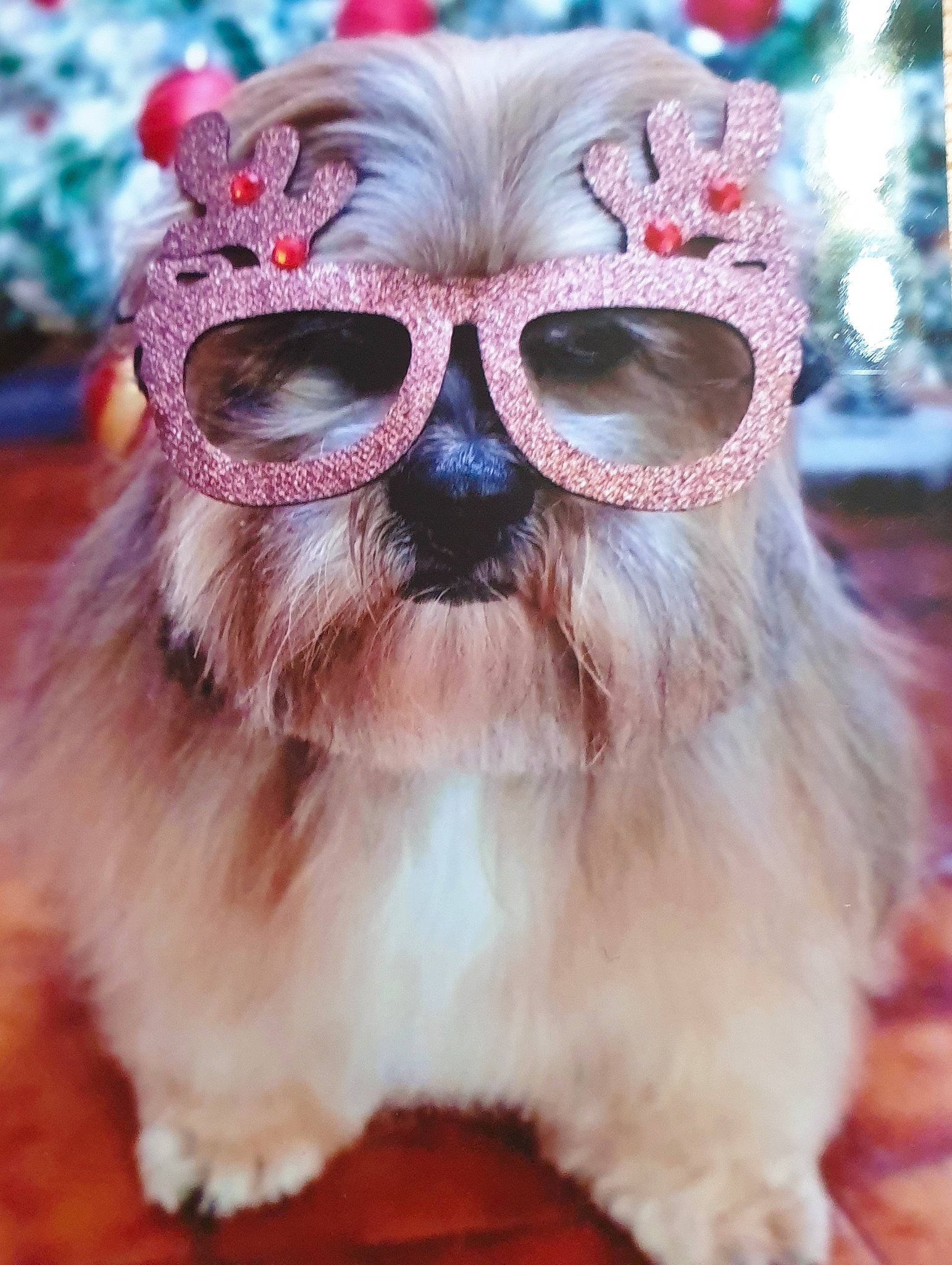 Hannah a rejoint le concours — aidez-le/la à gagner de superbes lots ! beard, close_up, companion_dog, costume, event, eyelash, eyewear, facial_hair, fashion_accessory, feather, flesh, fur, glasses, happy, magenta, moustache, photography, snout, vision_care, whiskers