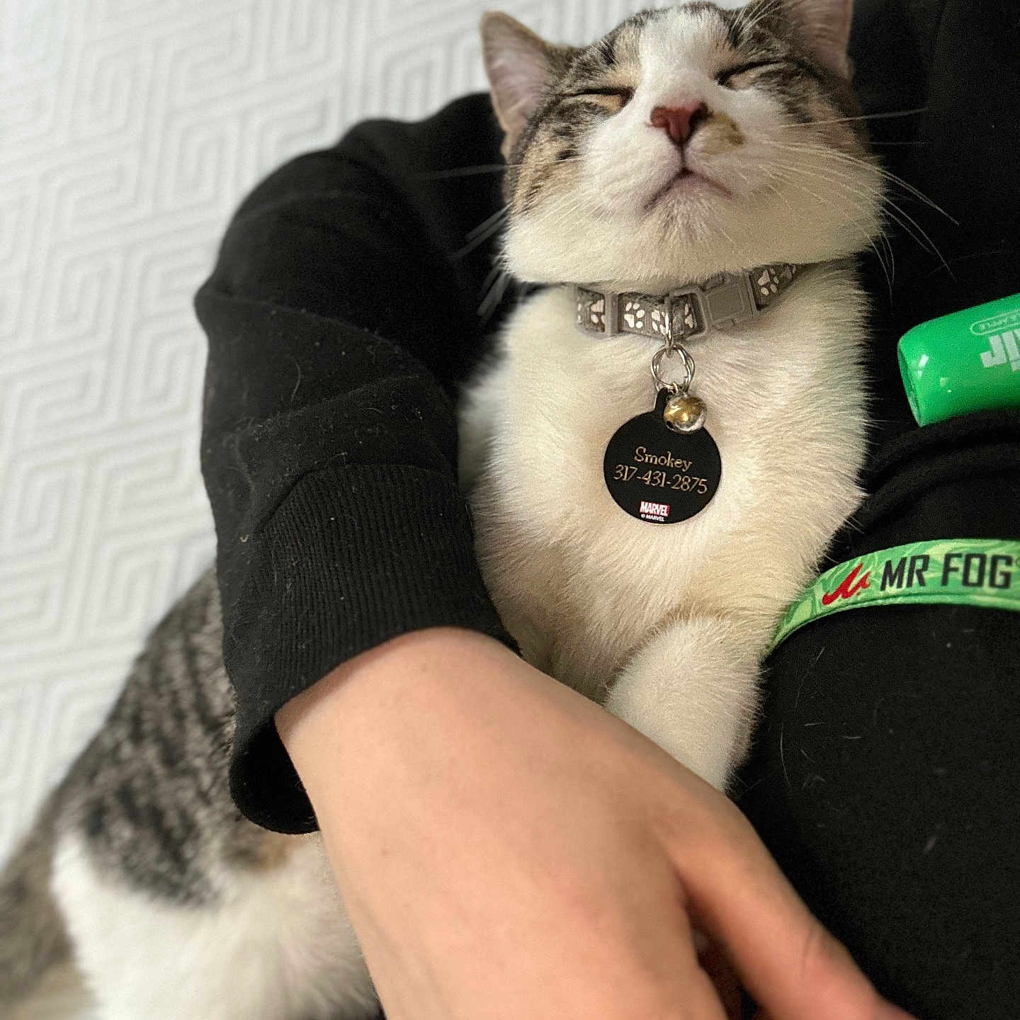 Smokey is registered to the contest to win money with this photo: arm, bell, black_clothing, cat, closeup, collar, cozy, cute, domestic_animal, feline, hand, indoor, patterned_wall, person, pet, relaxed, sleeping, tabby, tag, white_fur