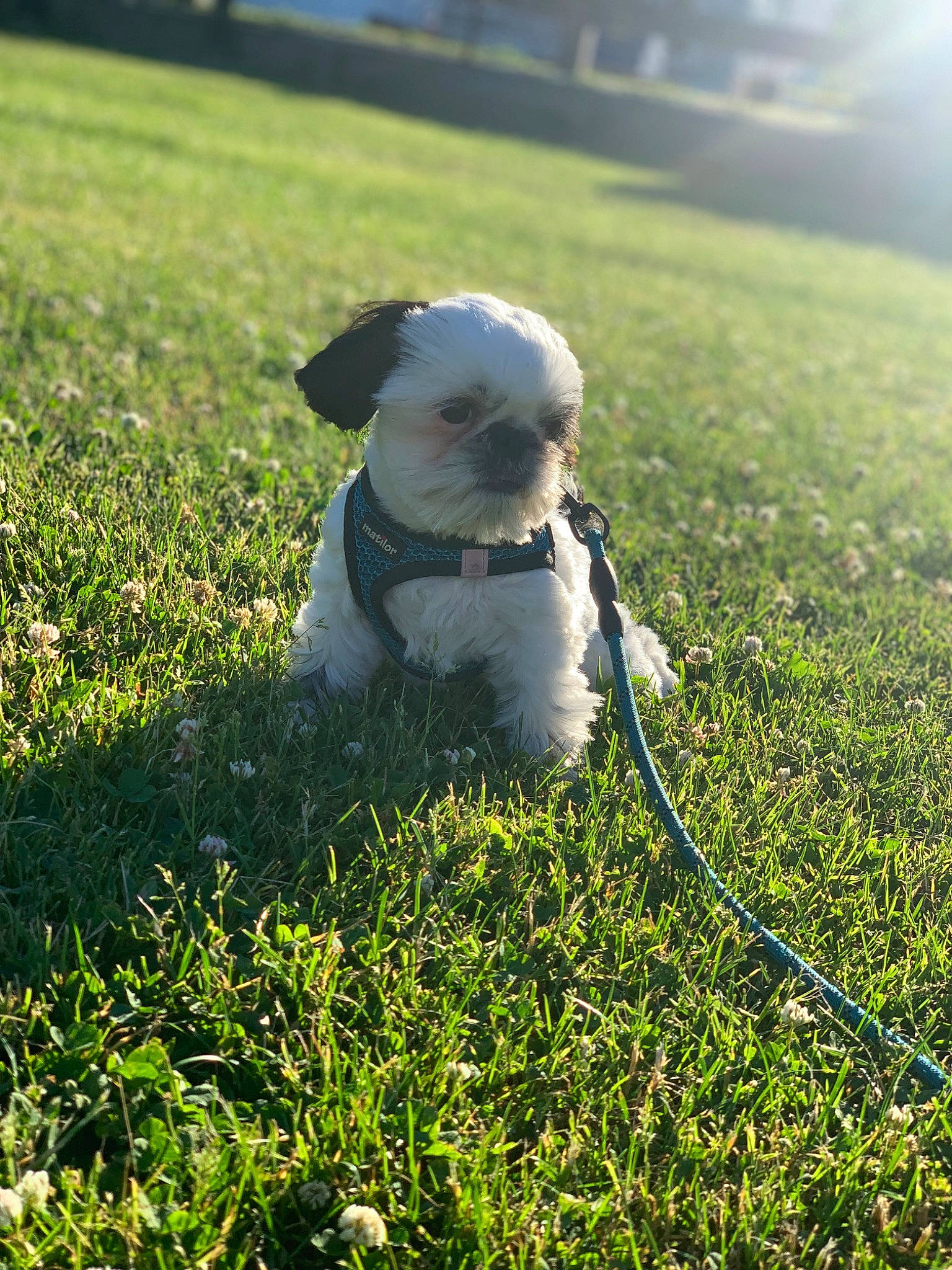 Dempsey is registered to the contest to win money with this photo: carnivore, companion_dog, dog, dog_breed, fawn, grass, grass_family, grassland, happy, lawn, leash, meadow, pasture, people_in_nature, plant, rural_area, snout, sunlight, toy_dog, tree