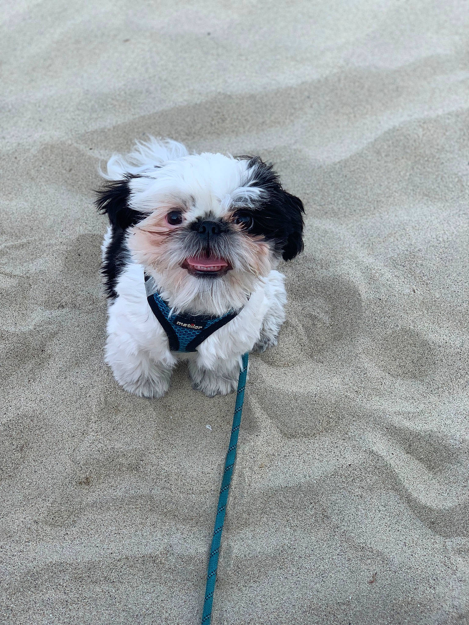 Dempsey joined the competition — help win amazing prizes! carnivore, collar, companion_dog, dog, dog_breed, dog_clothes, dog_collar, dog_supply, fashion_accessory, fawn, fur, grey, liver, pet_supply, shih_tzu, snout, sporting_group, terrier, toy_dog, working_animal