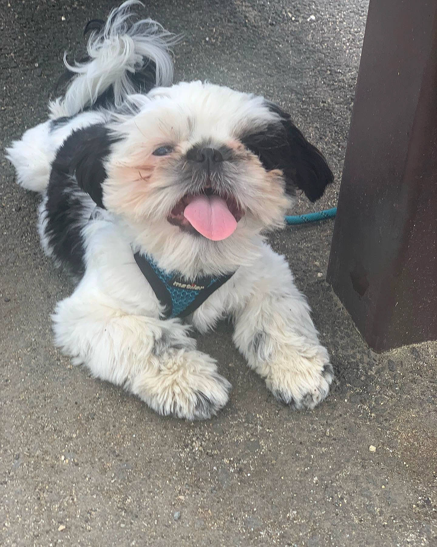 Dempsey joined the competition — help win amazing prizes! canidae, carnivore, companion_dog, dog, dog_breed, dog_supply, fawn, fur, liver, maltepoo, shih_poo, shih_tzu, small_terrier, snout, sporting_group, tail, terrier, toy_dog, whiskers, working_animal