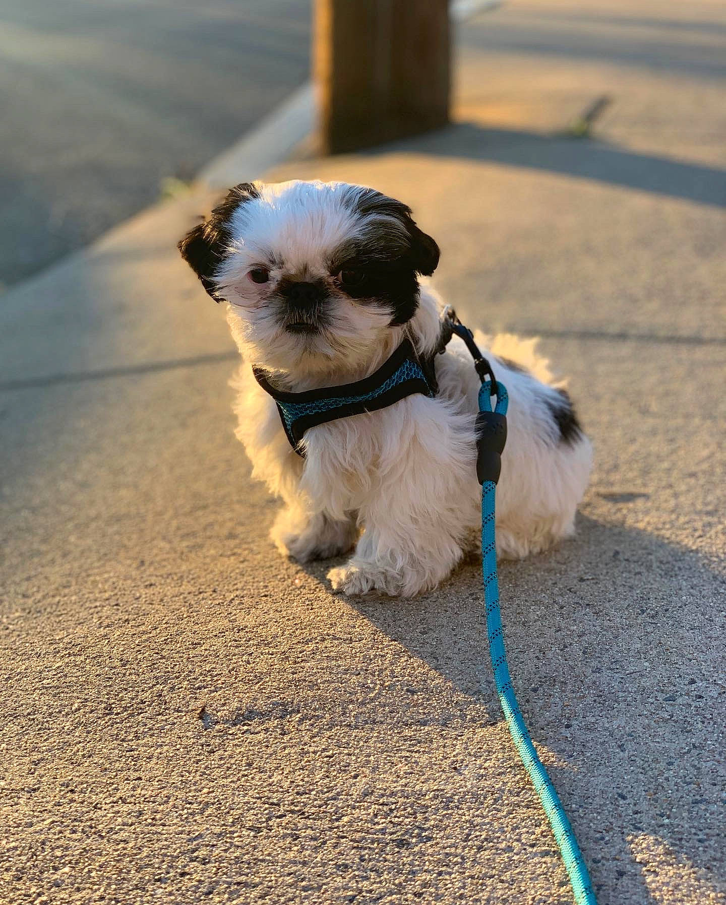 Dempsey is registered to the contest to win money with this photo: asphalt, camera, canidae, carnivore, collar, companion_dog, dog, dog_breed, dog_collar, dog_supply, fawn, fur, grass, lens, small_terrier, snout, sporting_group, terrier, toy_dog, working_animal