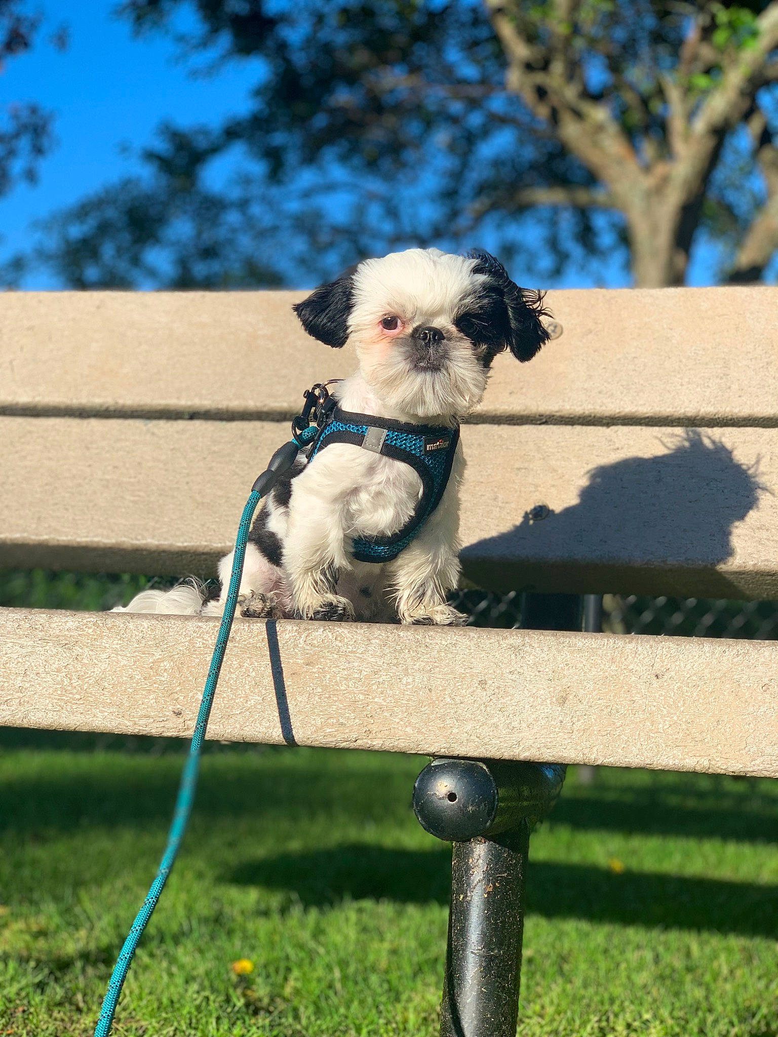 Dempsey is registered to the contest to win money with this photo: carnivore, chair, collar, companion_dog, dog, dog_breed, dog_collar, electric_blue, fawn, fence, grass, pet_supply, plant, sky, snout, tail, toy_dog, tree, wood, working_animal