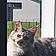 Ava