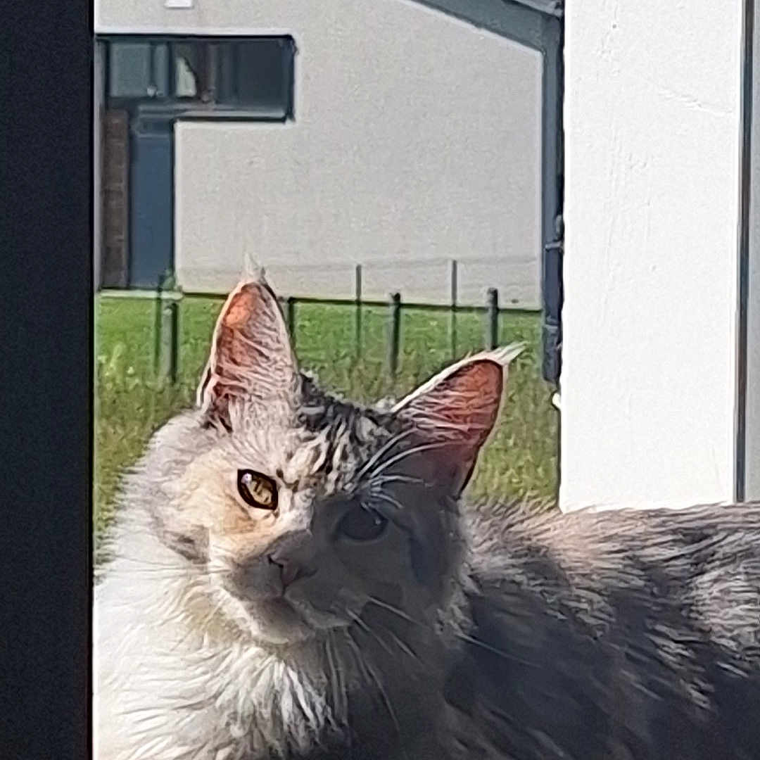 Ava a rejoint le concours — aidez-le/la à gagner de superbes lots ! cat, feline, animal, windowsill, sunlight, shadow, outdoor, house, greenery, fur, pet, relaxing, portrait, mammal, domestic, ears, whiskers, looking, daylight, window