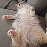 cat, fluffy, lying_down, couch, hand, paw, pink_paw_pads, fur, relaxed, indoor, furniture, clothing, keys, papers, gray, pet, cute, domestic_animal, soft, cozy