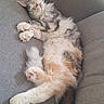 Ava participe au concours pour gagner de l'argent avec cette photo : cat, sleeping, fluffy, couch, gray, relaxed, pet, fur, napping, indoor, cozy, hairbrush, multi-colored, paw, whiskers, comfortable, resting, feline, domestic_animal, cute
