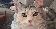 Ava participe au concours pour gagner de l'argent avec cette photo : cat, fluffy, pet, indoor, couch, feline, animal, yellow_eyes, relaxed, fur, whiskers, ears, portrait, home, domestic, mammal, cute, resting, looking, closeup