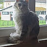 Ava a rejoint le concours — aidez-le/la à gagner de superbes lots ! cat, fluffy, windowsill, indoor, window, daylight, animal, pet, feline, sitting, fur, backlit, rural, house, nature, quiet, cozy, majestic, looking, calm