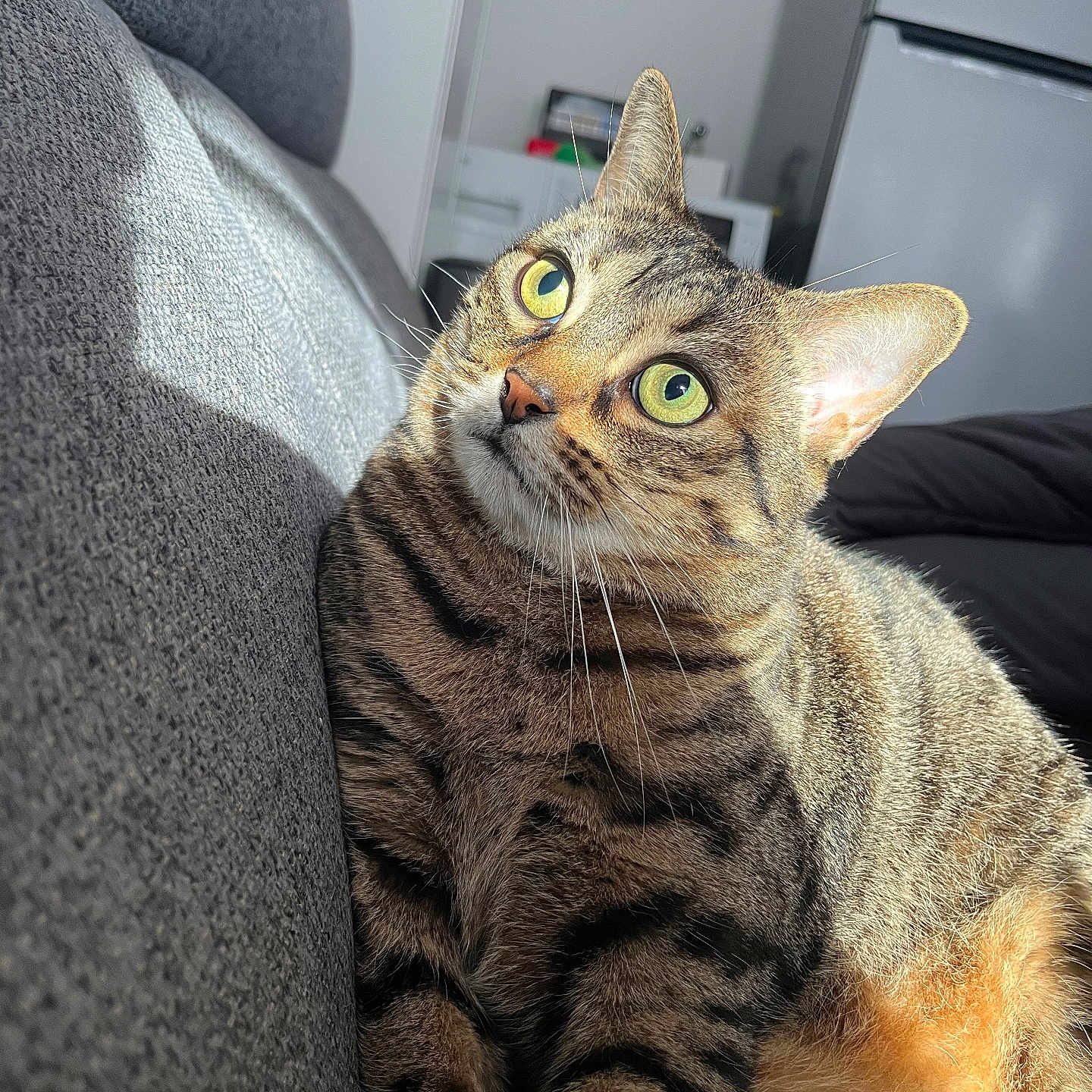 Noisette participe au concours pour gagner de l'argent avec cette photo : abyssinian, animal, architecture, armchair, building, cat, chair, couch, cushion, egyptiancat, furniture, homedecor, indoors, kitten, livingroom, manx, person, pet, room, sleeping