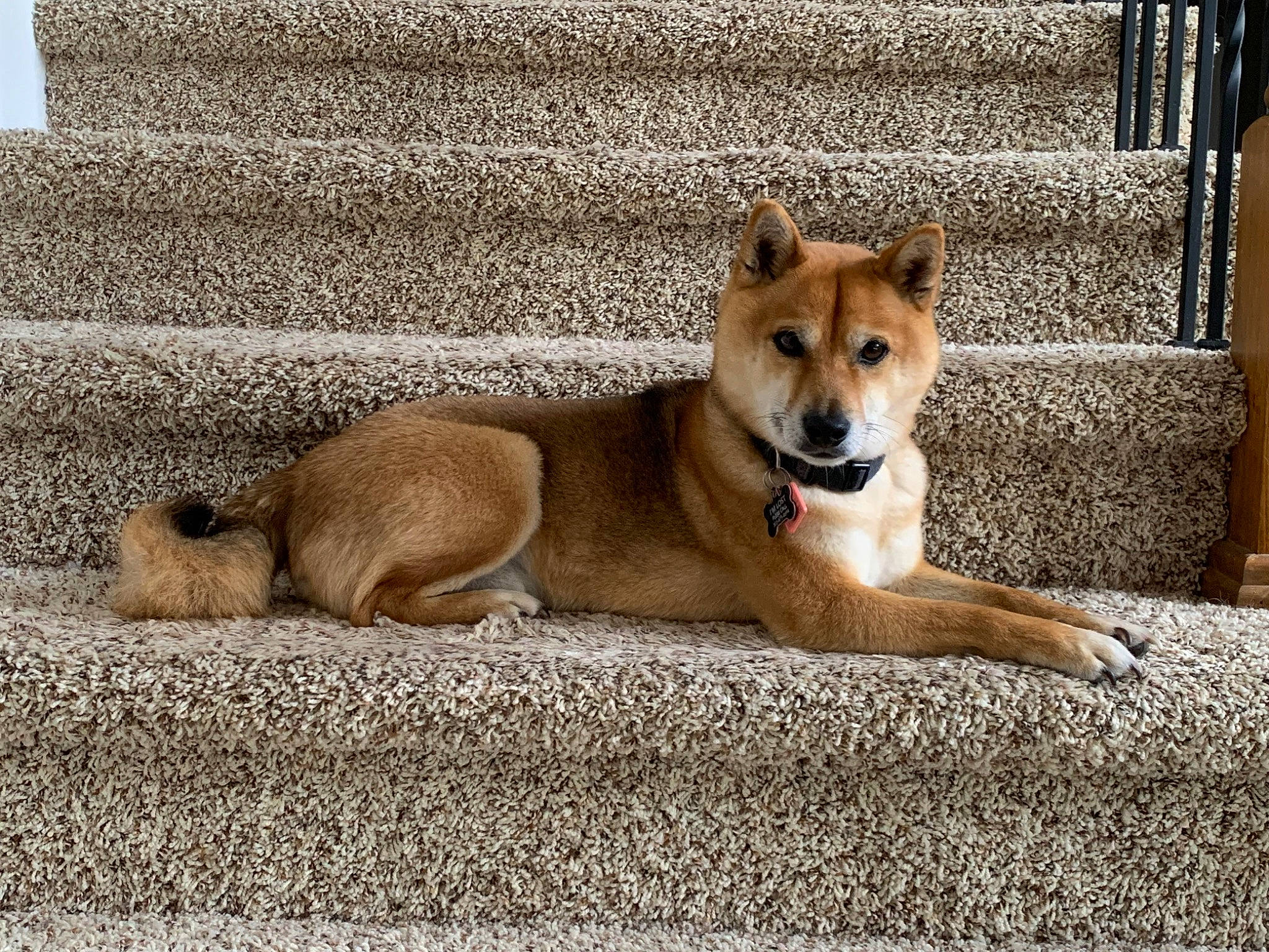 Kailua is registered to the contest to win money with this photo: ancient_dog_breeds, canidae, carnivore, collar, companion_dog, dingo, dog, dog_breed, fawn, non_sporting_group, paw, sporting_group, tail, terrestrial_animal, working_animal, working_dog